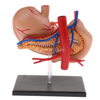 [FinevipsMY] 2:3 Human Human Stomach Pancreas with Internal Organs Model Anatomy Study GP4T