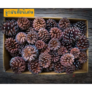 ลูกสน  1กิโลกรัม พร้อมส่ง ลูกสนแห้ง คัดพิเศษ ตกแต่งต้นคริสต์มาส  คละไซส์ (Pine cone1kg) ลับฟันสัตว์ ลูกสนธรรมชาติ