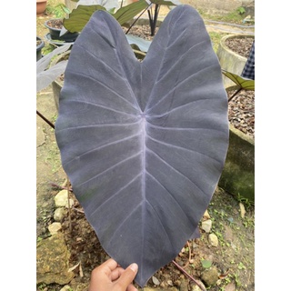 บอนดำ แบล็คเมจิก /Colocasia Black Magic (ตัดสดห่อตุ่ม) ❌แถมข้อไหล❌