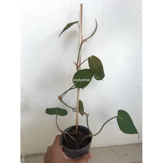 พลูสนิม /Black Gold Philodendron/Velour Philodendron