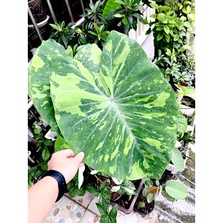 บอนเลม่อนไลม์ ใบด่าง Colocasia lemon lime