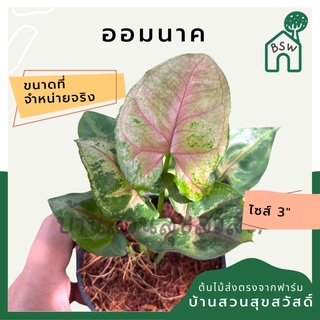 ออมนาค กระถาง 3 นิ้ว syngonium สีสวยหวาน ต้นออมนาค เส้นใบสวย