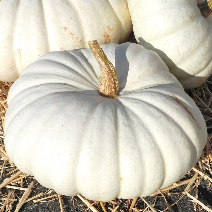 เมล็ด ฟักทองสีขาว บอร์ฟอร์ด - Flat White Boer Ford Pumpkin