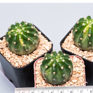 แคคตัส(กระบองเพชร)สายพันธุ์อิชินอปซิสดอกขาว หรือ Echinopsis sudenudata