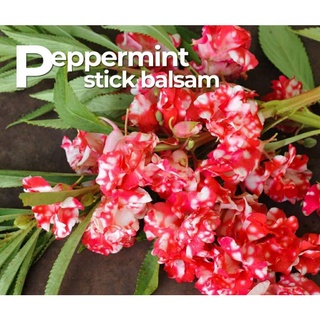 เมล็ดพันธุ์ดอกเทียนเปเปอร์มินท์ สติก Balsam papermint stick  เมล็ดพันธุ์แท้ นำเข้าจากต่างประเทศ