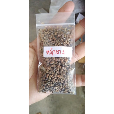 หญ้ายาง​ เมล็ด​พันธ์​ุหญ้ายาง1ชุด​50​บาท​บรรจุ​ราว​200​เมล็ด​อัพ​น้ำหนัก​5กรัม