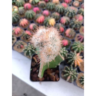 mammillaria pennispinosa cristata ไม้กราฟ