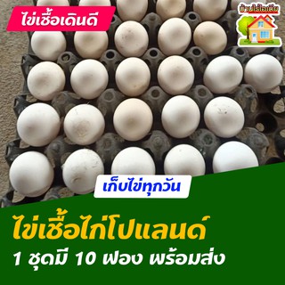 ไข่เชื้อไก่โปแลนด์ สำหรับการฟัก 10 ฟอง