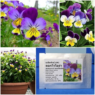 เมล็ดพันธุ์ ดอกไวโอล่า เฮเลนเมาท์ จอนนี่จัมอัพ (Helen Mount Johnny Jump Up Viola Seed) บรรจุ 100 เมล็ด ของแท้ 100%