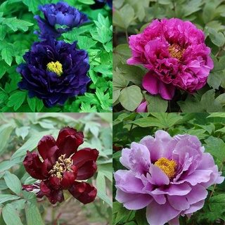 20 เมล็ด เมล็ดโบตั๋น ดอกโบตั๋น ดอกพีโอนี (Peony) คละสี