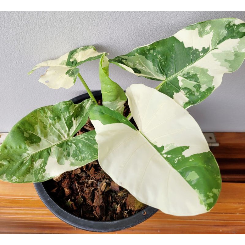 บอนกระดาษด่าง Alocasia macrorrhizos