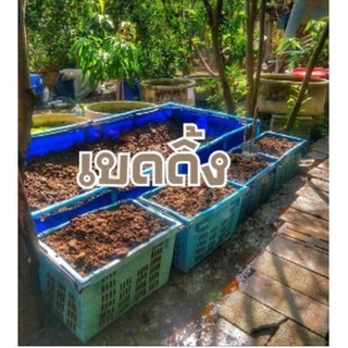เบดดิ้งสำหรับเลี้ยงไส้เดือน อาหารไส้เดือน เบดดิ้ง (ขี้วัวนมแท้100%) พร้อมใช้ บรรจุถุงละ 4 Kg. พร้อมใช้ทันที