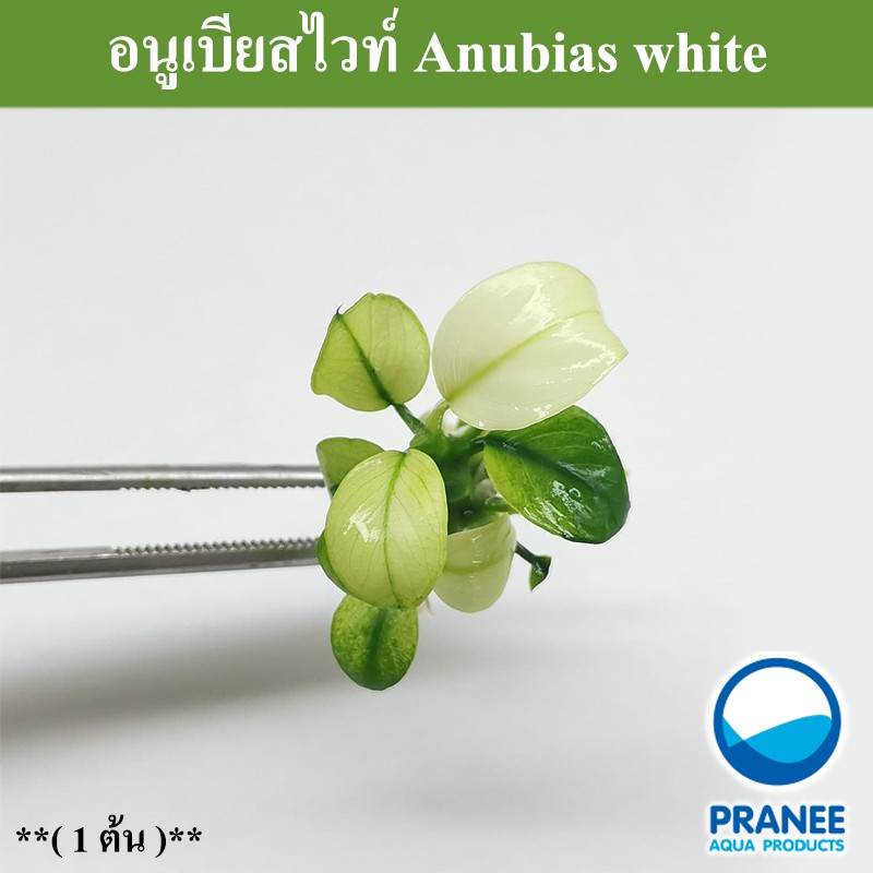 Anubies white อนูเบียสไวท์ และ อนูเบียสไวท์เกาะหิน พร้อมปลูก ต้นไม้น้ำ ต้นไม้น้ำตกแต่งตู้ปลา ไม้น้ำตกแต่งตู้ปลา