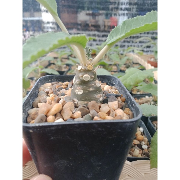 ราคา ไม้อวบน้ำ ต้นมะพร้าวทะเลทราย ดอร์ททีเนีย (Dorstenia) พ.ค. 2024
