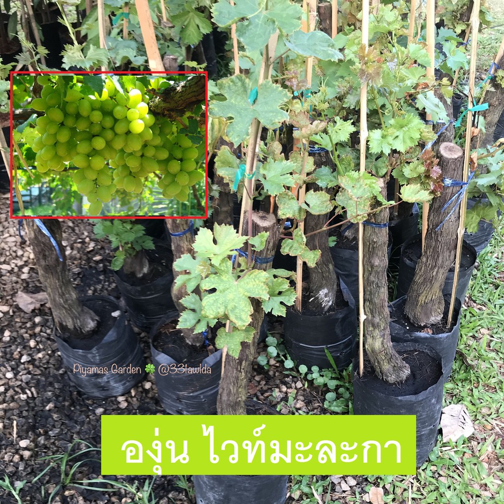 ต้นองุ่น พันธุ์ไวท์มะละกา Grape ส่งฟรี เพาะเเบบตอขุดล้อม ช่อใหญ่ยาว การติดผลดีผลมีสีเหลืองอมเขียว รสหวาน
