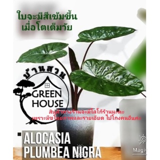 บอนอโลคาเซีย Alocasia บอนสบู่เลือด พญาลิงดำ ไม้ประดับ