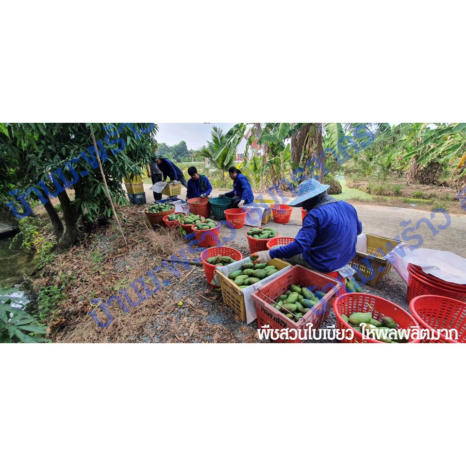ส่งฟรี! ปุ๋ยมูลไก่อัดเม็ด 9 kg ปุ๋ยอินทรีย์ ปุ๋ยคอก ปุ๋ยขี้ไก่อัดเม็ด สำหรับพืชผักไม้ผล เร่งการเติบโตใบเขียวให้ผลผลิตมาก - รูปที่ 6