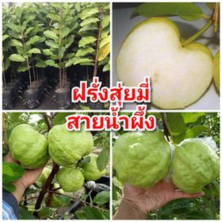 ต้นฝรั่งสุ่ยมี่ หรือฝรั่งสายน้ำผึ้ง ผลใหญ่ดกทั้งปี ไม่มีเมล็ด ต้นพันธุ์ตอนกิ่งสูง 40-50 ซม.แข็งแรงพร้อมปลูก