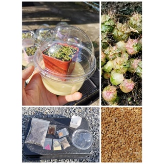 ชุดเพาะเมล็ด ยิมโนด่างมิกซ์ Mix Gymnocalycium​ seeds Cactus แคคตัส กระบองเพชร ราคาถูก​ เมล็ด ยิมโน gymno ด่าง