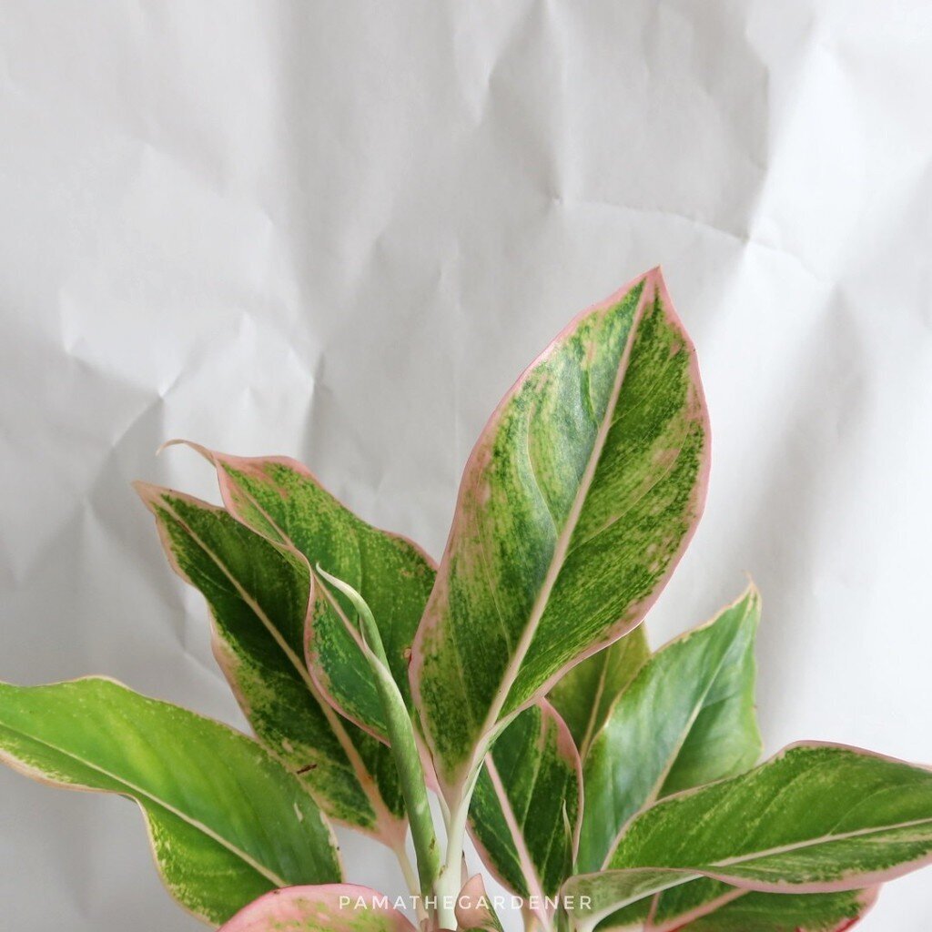 มุมมอง 3