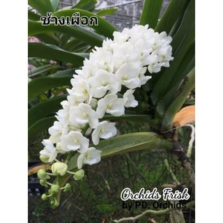 *พร้อมส่ง* ไม้ขวดกล้วยไม้ สกุลช้าง หลากสี (1สี/1ขวด)
