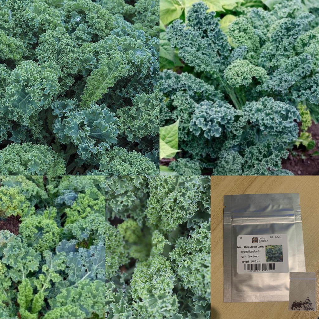 เมล็ด : เคลบลูสก็อตช์ใบหยิก - Vate Blue Curled Kale เตล เคลใบหยิก เคลใบหงิก  เมล็ดผัก เมล็ดพันธุ์ คะน้าเคล 70-280 เมล็ด | Shopee Thailand