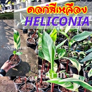 ต้นพร้อมปลูกต้นเฮลิโคเนีย (Heliconia)ต้นพันธุ์เฮลิโคเนีย ปลูกประดับฟอกอากาศ มีประกันระหว่างขนส่ง พร้อมจัดส่ง ใบด่างขาว