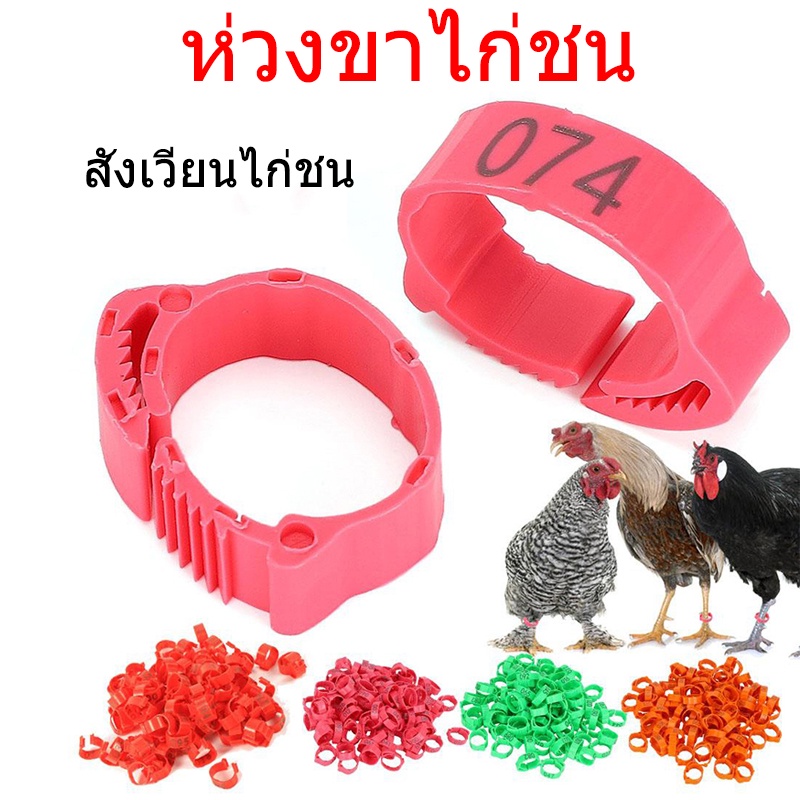 ห่วงขาไก่ ห่วงขาไก่ชน ห่วงข้อเท้าไก่ ปรับขนาดห่วงได้ สําหรับฟาร์ม ห่วงคัดพันธุ์ 100ชิ้น