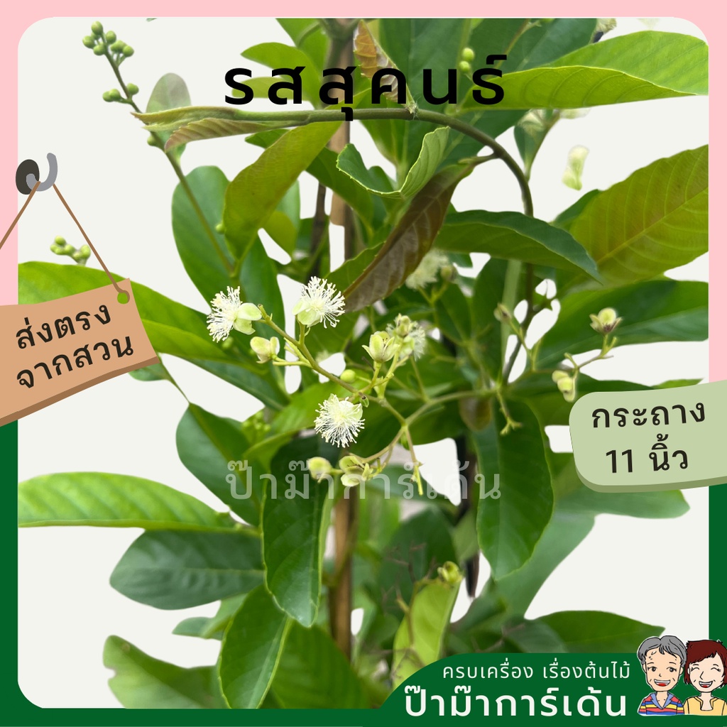 รสสุคนธ์ ต้นรสสุคนธ์ ไม้ไทยโบราณ ไม้สะสม นิยมแต่งสวน จัดสวนสวย ไม้แดด