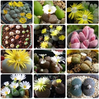 Lithops mixed ไลทอป รวม