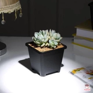 กระถางสี่เหลี่ยม TP กระถางพลาสติก แคคตัส กระบองเพชร ไม้อวบน้ำ Cactus&Succulent