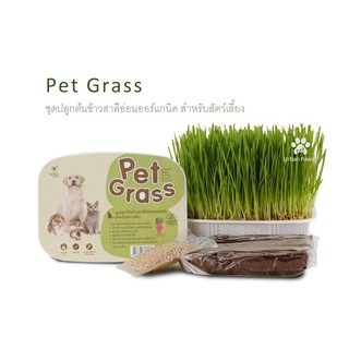 Green Pett - Pet Grass ชุดต้นข้าวสาลีอ่อนออร์แกนิค สำหรับสัตว์เลี้ยง