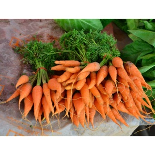 เมล็ดเบบี้แครอท Baby Carrot Seed