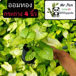 ออมทอง กระถาง4 นิ้ว ต้นออมทอง syngonium golden syngonnuim