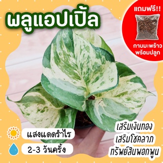 พลูแอปเปิ้ล กระถาง 3 นิ้ว(แถมกาบมะพร้าวพร้อมปลูก) Epipremnum Aureum ไม้ฟอกอากาศ ใบด่างช่วยเสริมโชคลาภ สิริมงคล