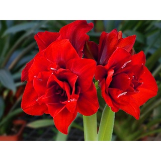 ว่านสีทิศ Amaryllis Double King 1หัว ว่านสี่ทิศสีแดง ดอกซ้อนสีแดงสด