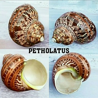 Petholatus เปลือกหอยทะเล