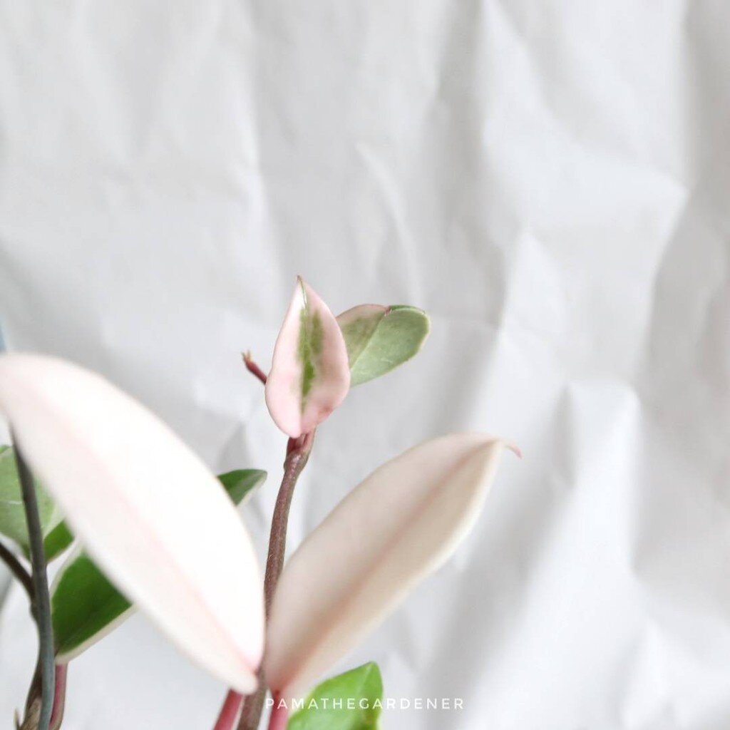 มุมมอง 3