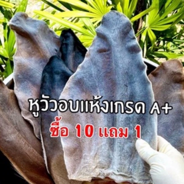หูวัวอบแห้ง 1 ชิ้น - รูปที่ 1