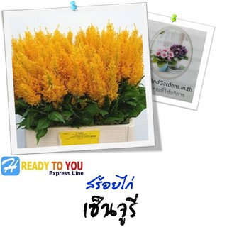 สร้อยไก่ (Celosia Plumosa) เซ็นจูรี่  25 เมล็ด (จาก Sakata Ornamentals EMEA)