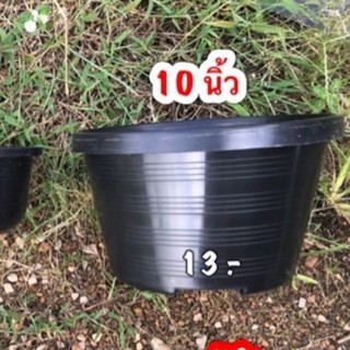 กระถาง 10 นิ้วทรงเตี้ย 12 ใบ