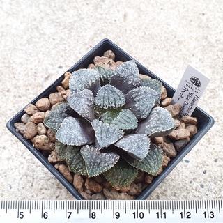 พร้อมส่ง!!ฮาโวเทีย Haworthia hybrid Blue Diamond จัดส่งแบบล้างราก