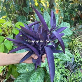 หัวใจสีม่วง ว่านกาบหอย ตัดกิ่งสด ขายเป็นชุด ได้10กิ่ง ตัดสดจากสวนก่อนส่ง
