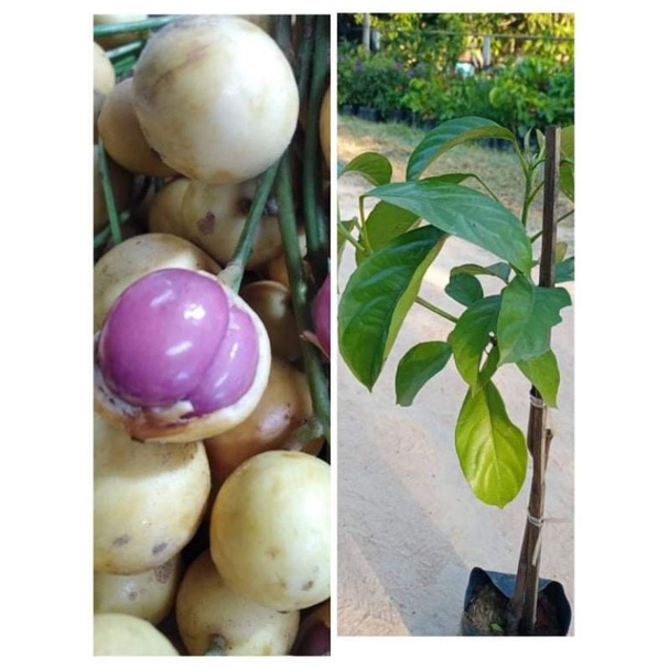 ต้นมะไฟข้าวเหนียวดำ ผลสีม่วงรสหวาน ติดผลดกมาก สูง60-80ซ.ม แบบเสียบยอด