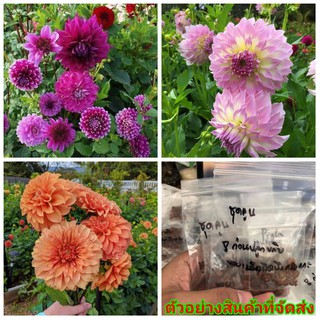 (ขาย เมล็ด ) ต้น ดอก เมล็ด ดอกลาเดีย ( รักเร่ ) Dahlia ลาเดีย เมล็ดพันธุ์ดอกไม้สวยงาม