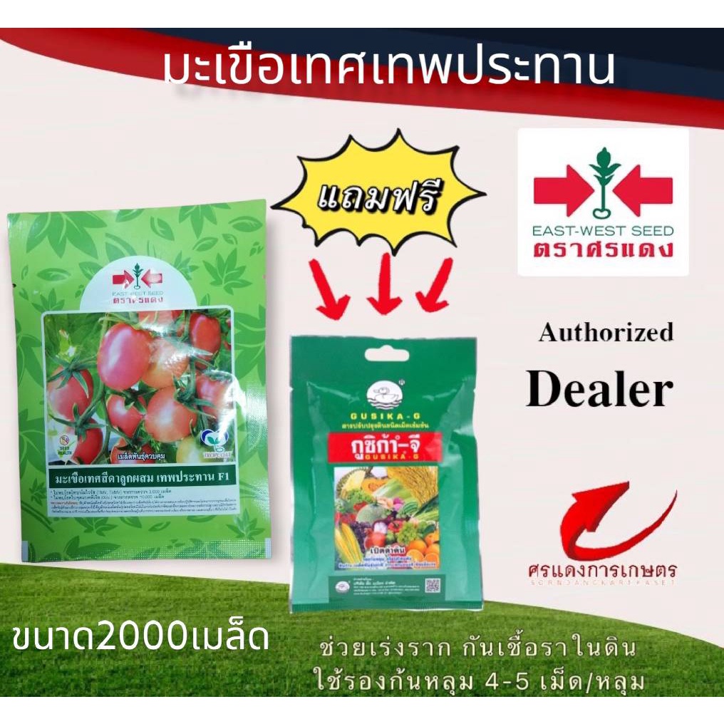 มะเขือเทศเทพประทาน 2,000เมล็ด #เมล็ดพันธุ์มะเขือเทศ #ขายปลีกเมล็ดพันธู์ #ขายส่งเมล็ดพันธุ์ #มะเขือเทศ