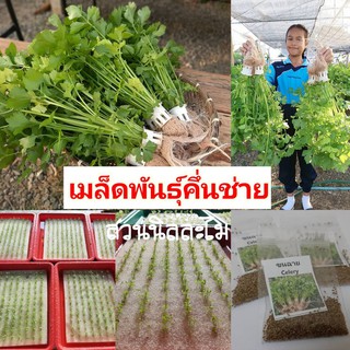 เมล็ดพันธุ์คึ่นฉ่ายพันธุ์ยอดนิยม 2,000-2,500 เมล็ด [มีบริการเก็บเงินปลายทาง Kerry]