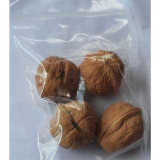 ขายส่ง เมล็ดวอลต์นัท Walnuts ราชันแห่งพืชตระกูลถั่ว พืชเศรษฐกิจ ถั่ว ธัญพืช ผลไม้แห้ง พายวอลนัท บราวนี่ 10 เมล็ด