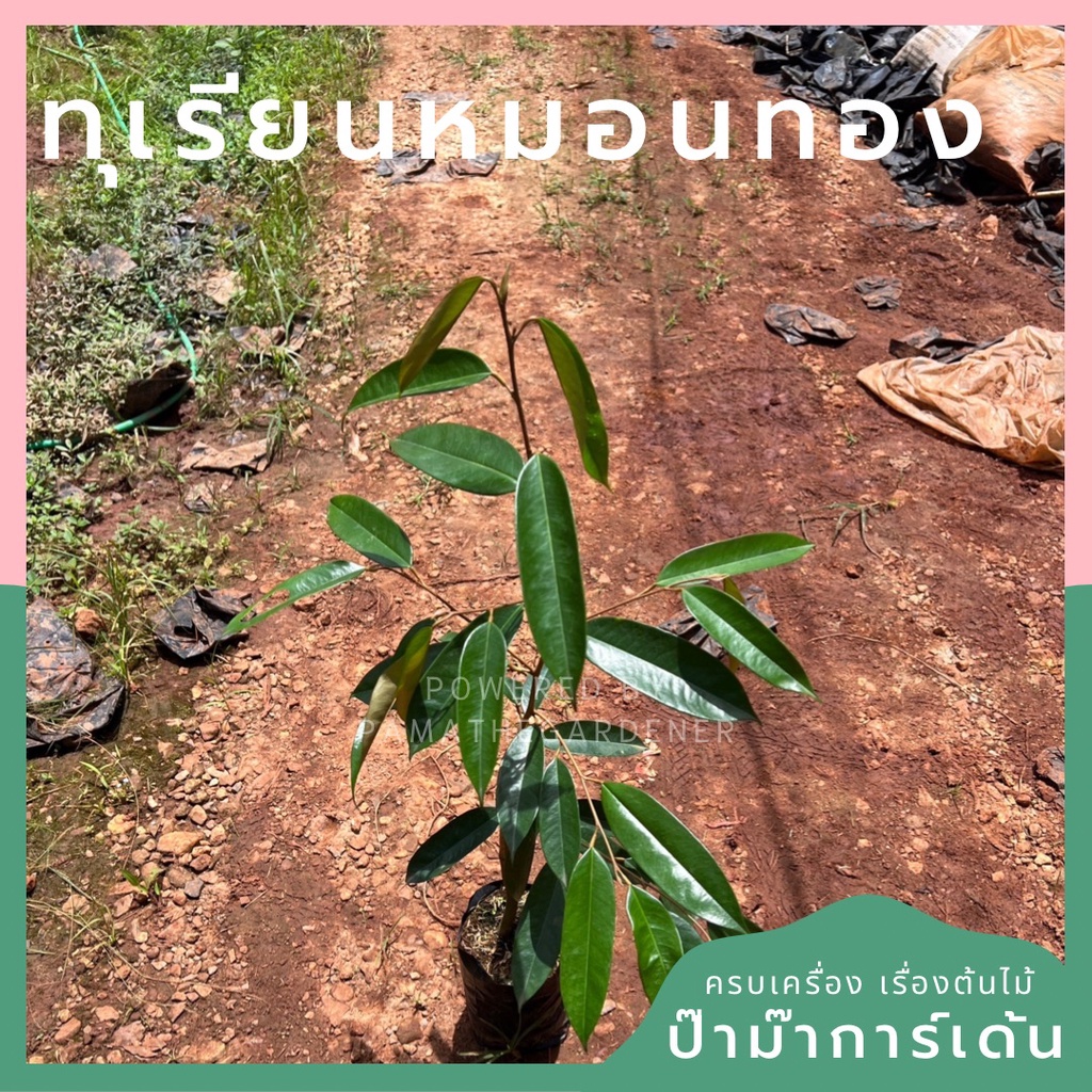 ต้นทุเรียนหมอนทอง ส่งตรงจากสวน สวนลองปลูกเองแล้ว สูง 40-50ชม.