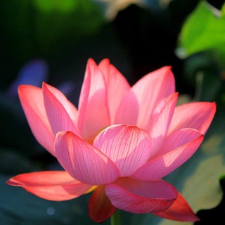 7 เมล็ด เมล็ดบัว สีส้ม ดอกใหญ่ สายพันธุ์เมล็ดบัว ดอกบัว Lotus seeds.